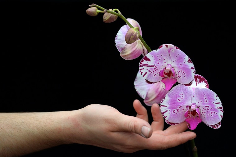 Image: Diamond Sky orchid