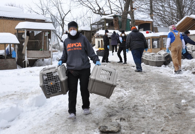 Image: ASPCA workers at the scene of a cockfighting raid in upstate New York.