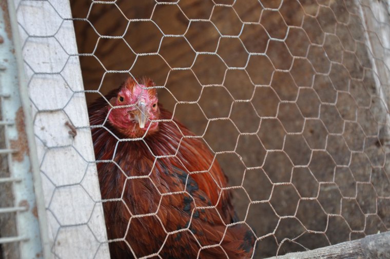 Image: A chicken at the site of a cockfighting raid in upstate New York.