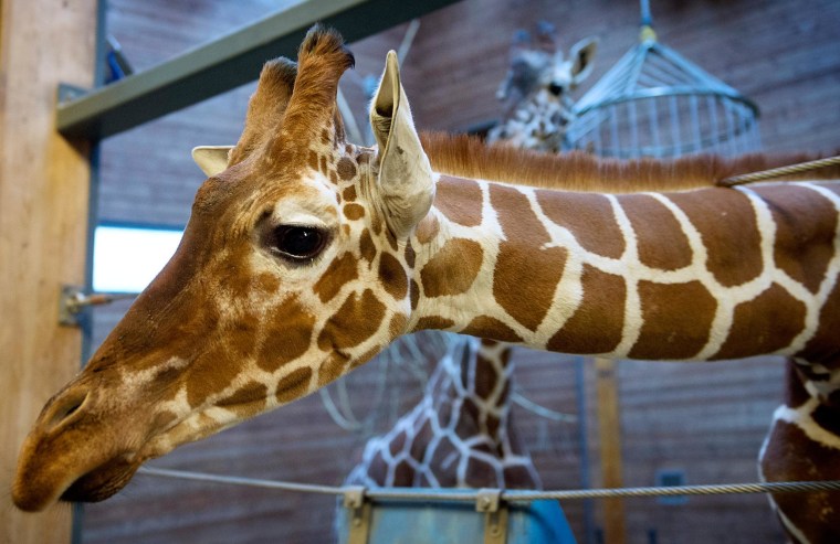 Image: Copenhagen Zoo's giraffe Marius