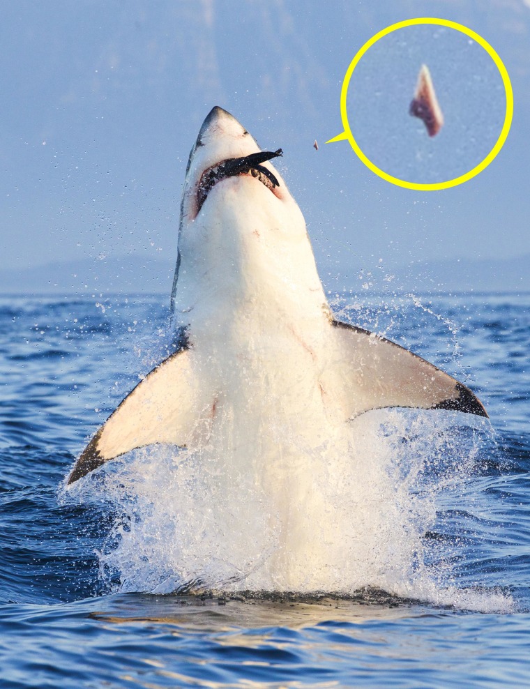 Shark Loses a Tooth