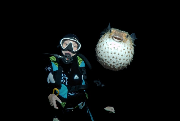 Image: Spotted Porcupinefish