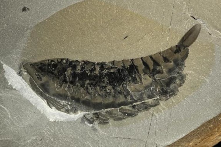 A cleaned and preserved Leanchoilid fossil reveals the animal's delicate appendages.