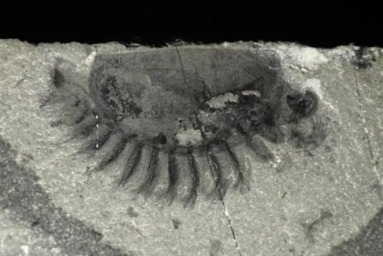 Mother Lode' of Well-Preserved Fossils Discovered in Canada