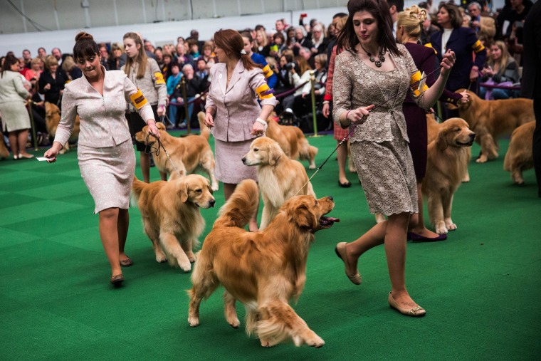 Top Dog Canines Compete in Westminster Show
