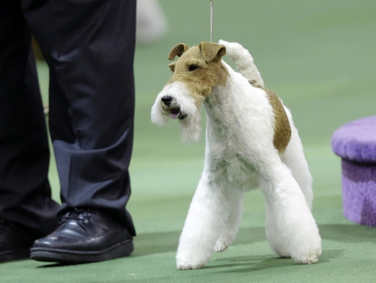 Sky, a wire fox terrier, wins the terrier group during the Westminster Kennel Club dog show, Tuesday, Feb. 11, 2014, in New York. (AP Photo/Frank Franklin II)