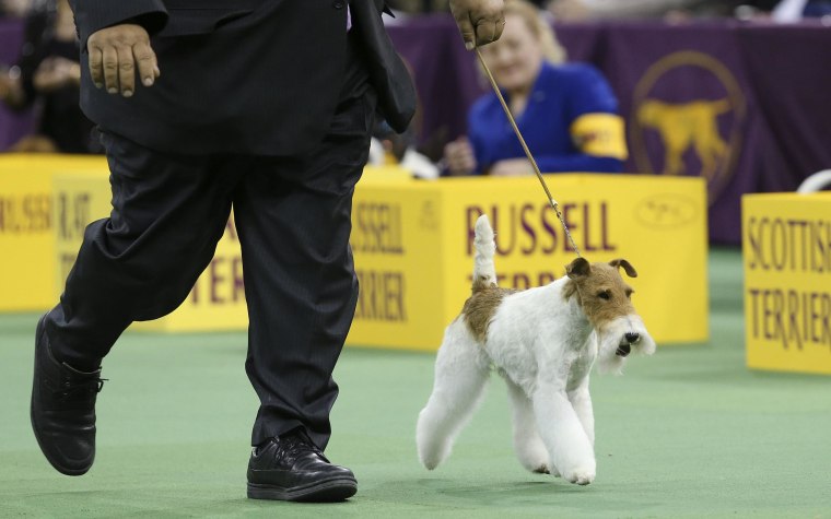 Image: Sky, a wire fox terrier,