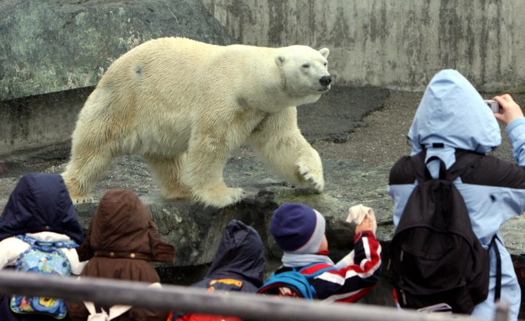 Image: Polar bear Anton in 2008