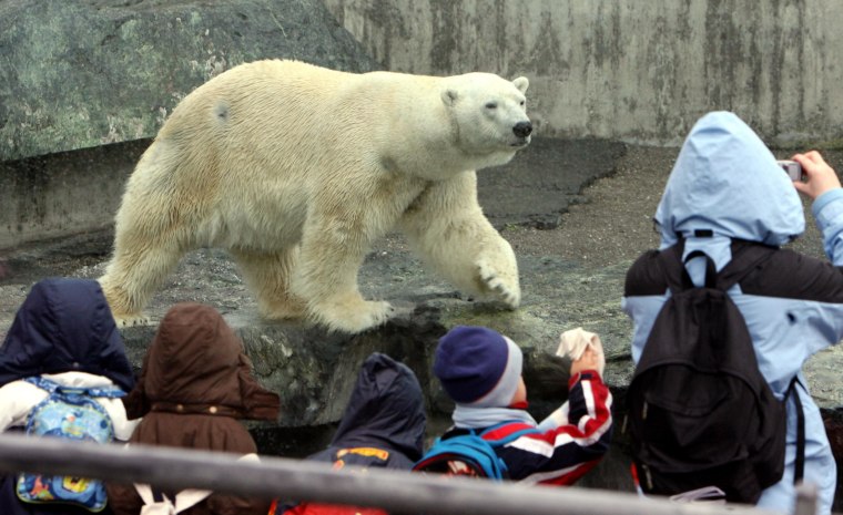 polar bear purse