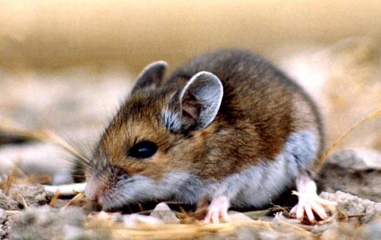 Peromyscus maniculatus