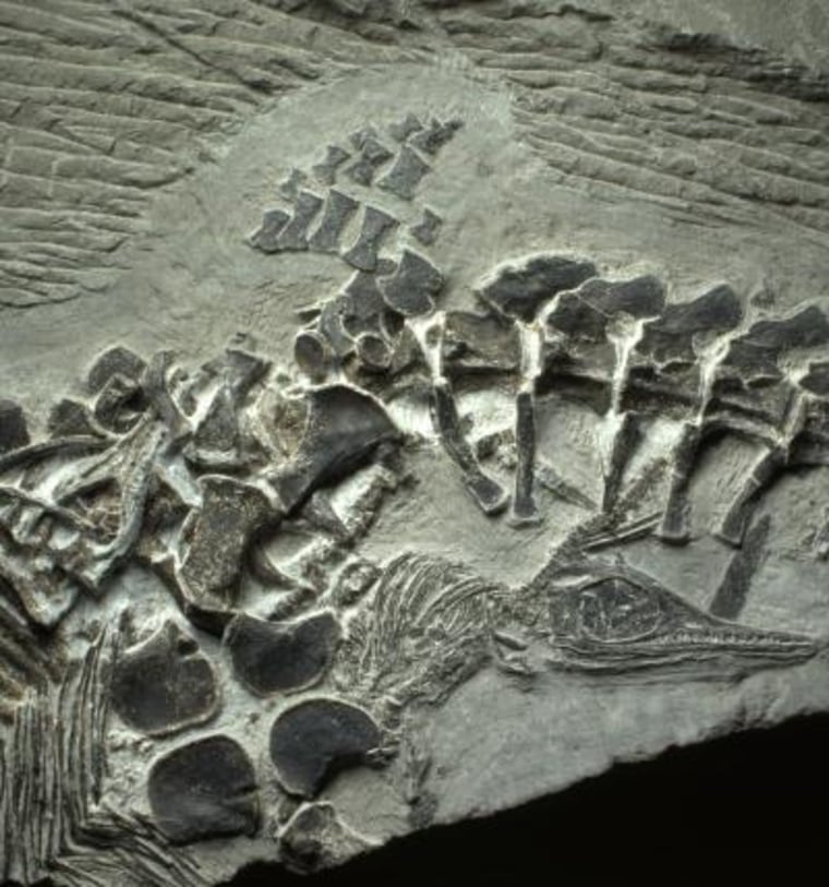 Image: A fossil from China of an ichthyosaur mother giving birth