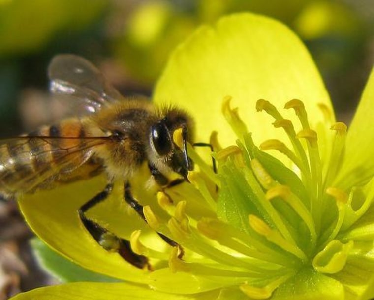 It's estimated that between $20 billion and $30 billion in American agriculture production depends on honey bees and other pollinators.