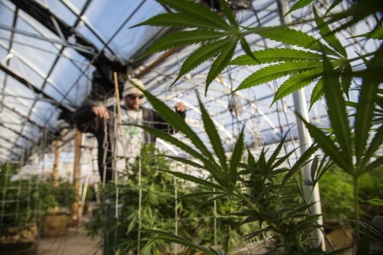 Image: Scenes of growing, clipping and tending in the marijuana growing facility in the River Rock Colorado marijuana dispensary in Denver, Colorado