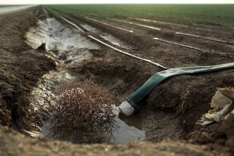 Image: Tumbleweed is seen at an irrigation channel on a farm near Cantua Creek