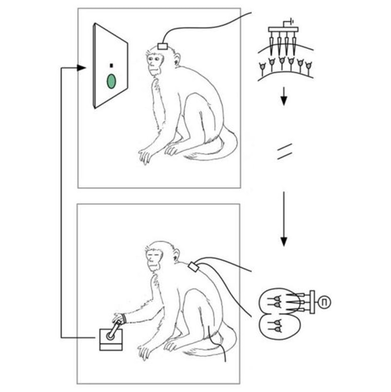 A schematic of the experimental setup in which brain activity from one monkey was used to control the hand of another, sedated monkey.
