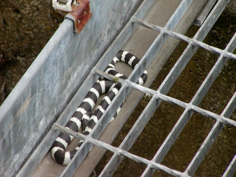Image: Snake in the work Dunfermline