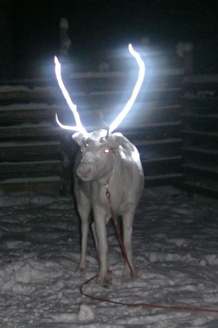 A reindeer whose antlers have been treated with a reflective spray. 