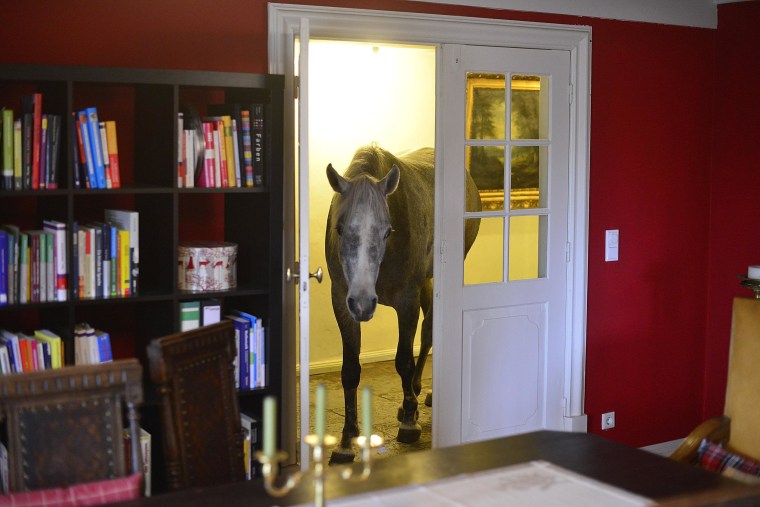 Nasar, an Arabian horse, stands in Dr. Stephanie Arndt's living room Wednesday in Holt, Germany. Fearing for the horse's safety, Dr. Arndt brought the horse into her house during a heavy storm in December and the horse now wanders through the house daily, browsing and looking for snacks. Dr. Arndt says she doesn't mind, and though the horse never spends the night, it does occasionally take a nap in the house.  