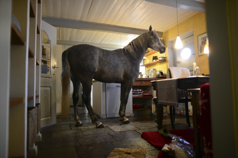 Image: Doctor Shares Her House With A Horse Following Storm