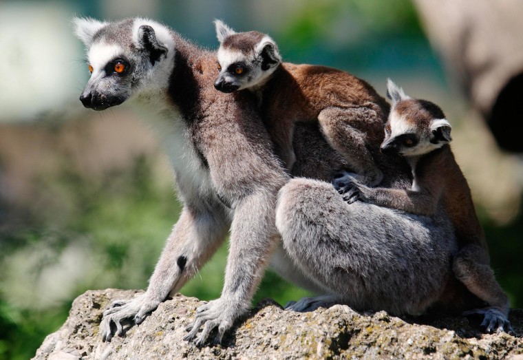 Image: A Lemur with its 7-week-old cubs clinging to its back