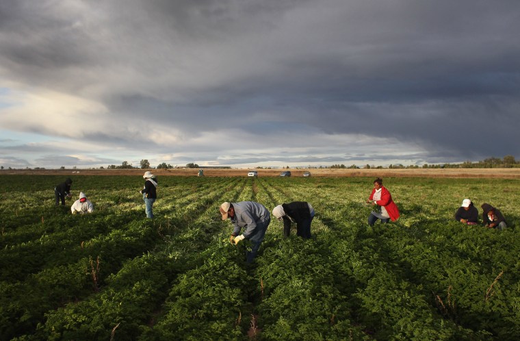 Image: Colorado Farm Suffers As Immigrant Workforce Diminishes