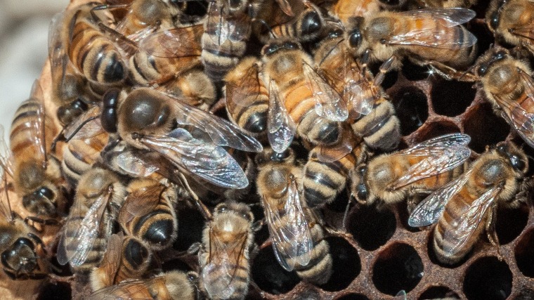 The USDA hopes to help honeybees by providing $3 million to farmers and ranchers in five states to improve their pastures. It turns out that dairy cows and bees like many of the same plants.