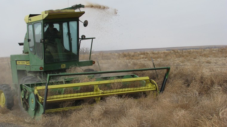 Specially outfitted heavy machinery has helped Crowley County, Colorado keep the drought-fueled tumbleweeds at bay.