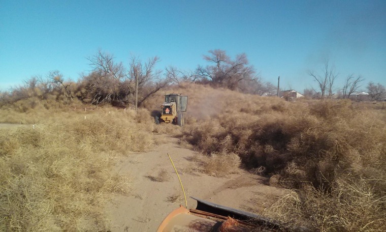 Tumbleweeds Are Piling Up Across the Plains - The New York Times