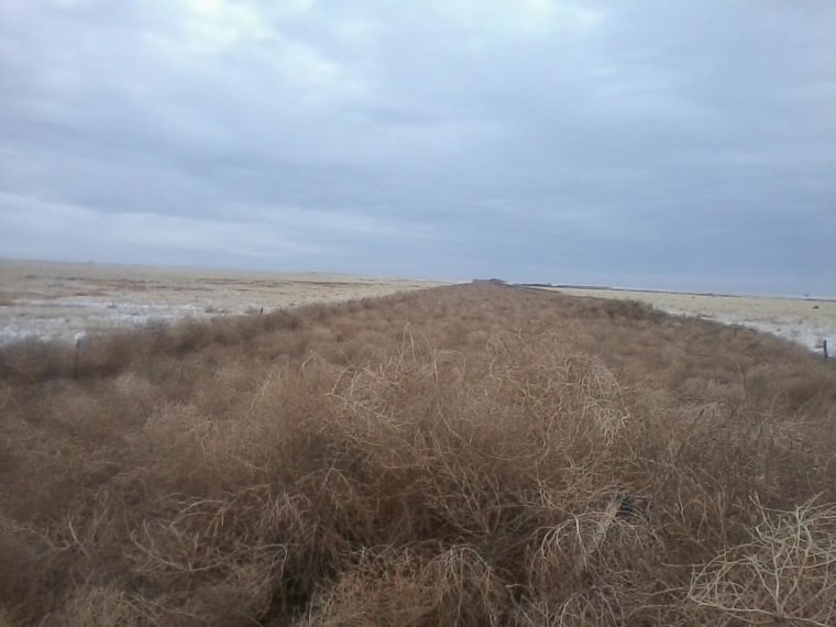 An eight-mile stretch of road completely covered by tumbleweeds in Crowley County, Colorado