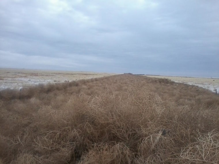 Tumbleweeds Are Piling Up Across the Plains - The New York Times