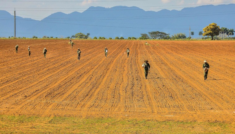 Image: Cuban workers prepare the land to plant tobacco