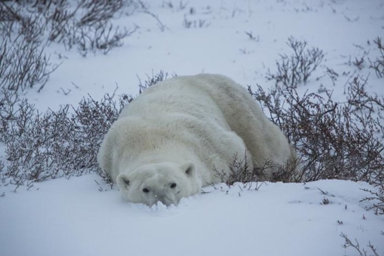 Image: Polar bear