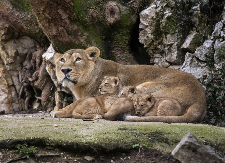 Image: Asiatic lion Shiva, the mother of the three unnamed cubs, sits with her cubs in the Besancon zoo, eastern France