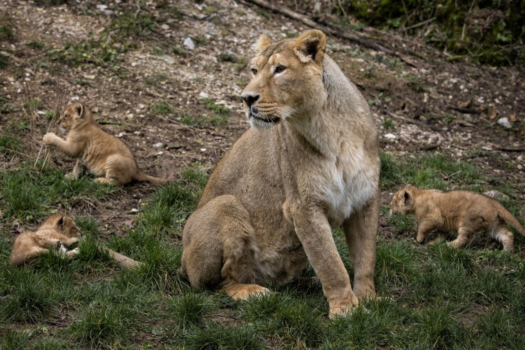 Image: An Asiatic lion named Shiva, the mother of the three cubs, looks out over her domain in the Besancon zoo