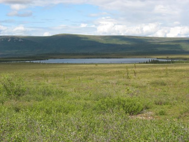 Image: Alaska shrub tundra