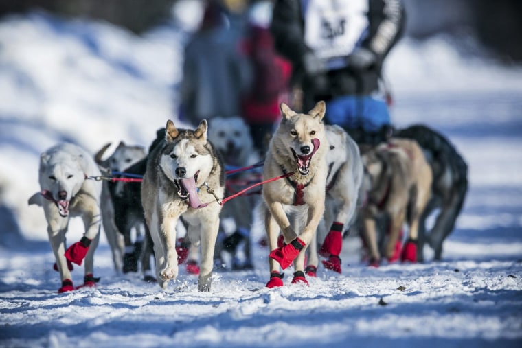 Image: Kristy Berington's dogs cool off with their tongues out during the official restart of the Iditarod dog sled race in Willow, Alaska