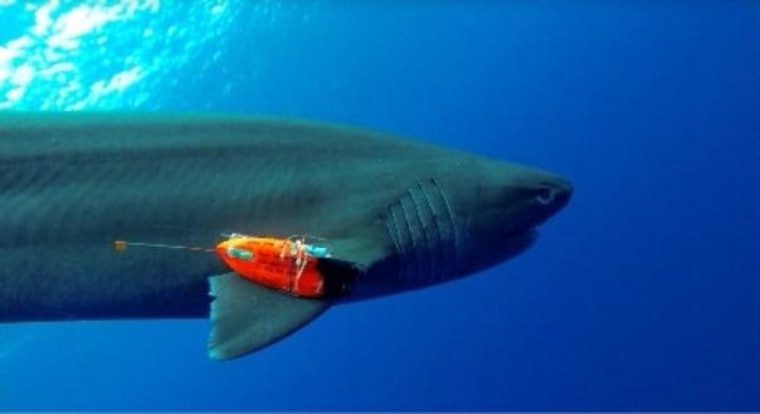 Image: Shark with sensors