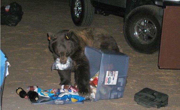 Image: This Yosemite bear is in a campsite eating food from an open locker.