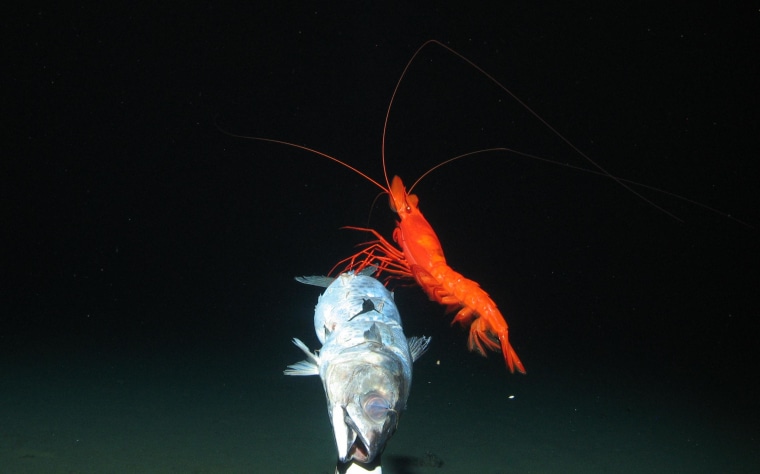 Image: Large prawn feeds on bait