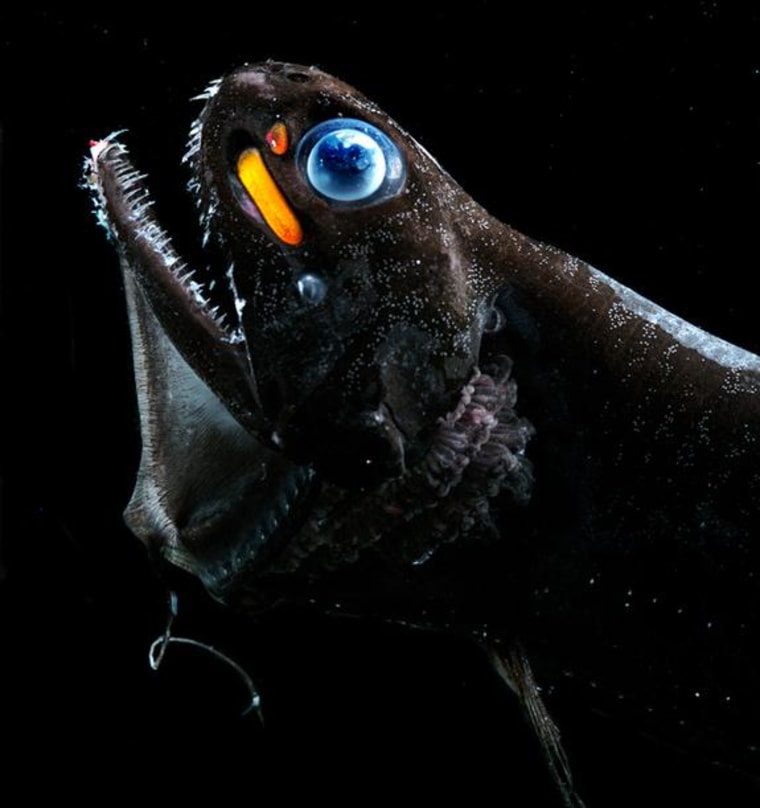 A species of dragon fish, Pachystomias microdon, that can see and emit far red light using organs, called photophores, below its eyes.