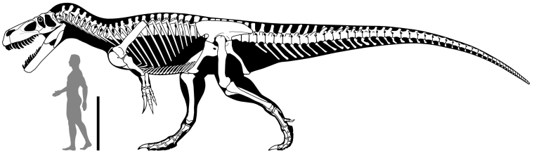 A skeleton reconstruction of T. gurneyi.