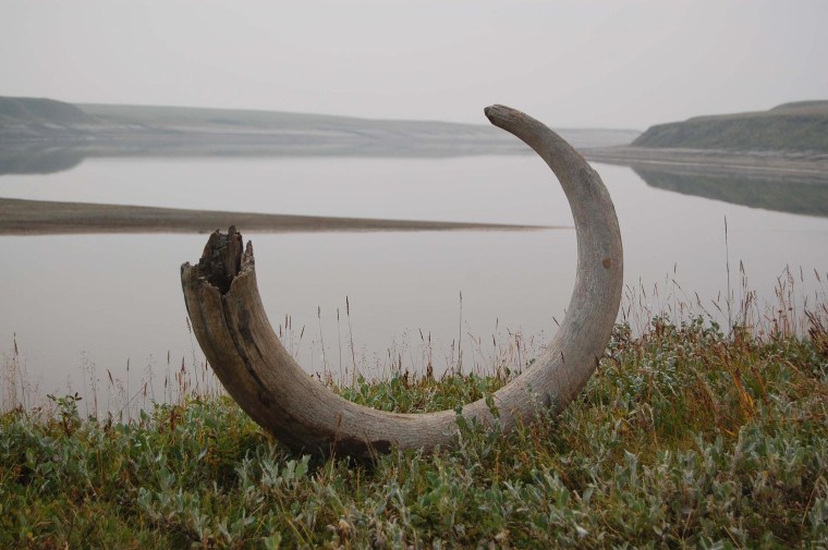 Image: Handout of a mammoth tusk extracted from ice complex deposits along the Logata River in Taimyr, Russia