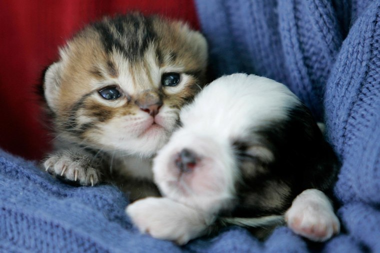 Image: A kitten and puppy snuggle up together