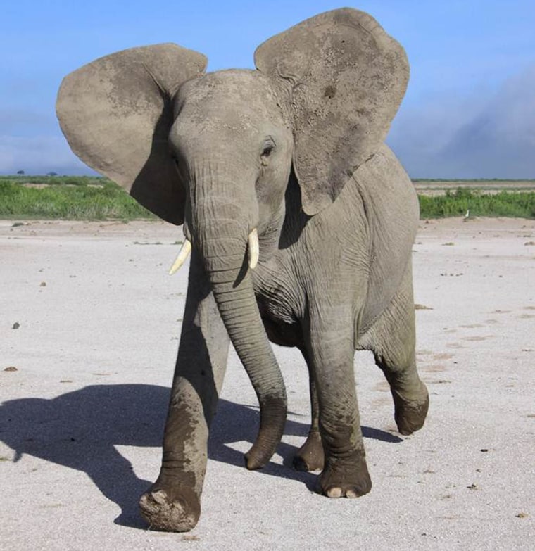 Elephants Can Tell Difference Between Human Languages, Study Says