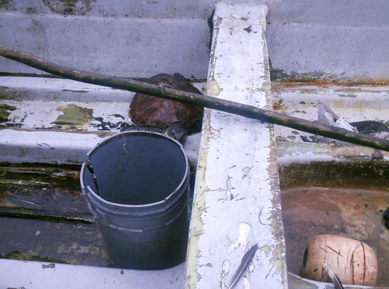 Image: A turtle was found inside Jose Salvador Alvarenga's boat