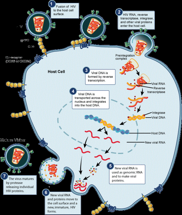 HIV has a complex infection cycle. A new gel containing a drug that interrupts this might help protect women, researchers say.