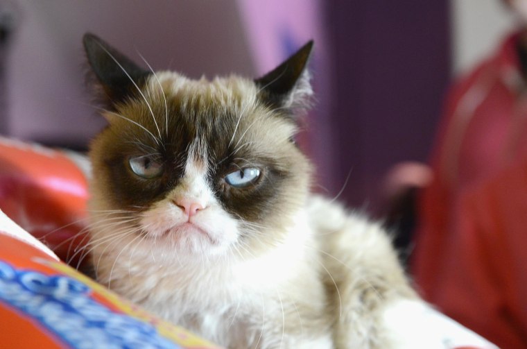 Image: Internet sensation \"Grumpy Cat\"