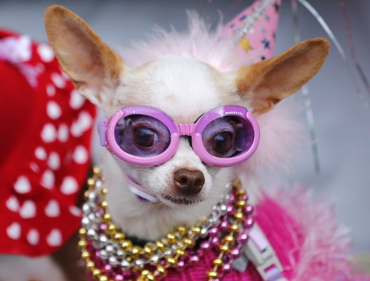 Cha-cha ching. Americans spent a record amount on their pets in 2013, and are expected to shell out more in 2014.
