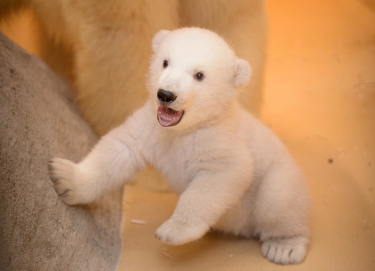 A polar bear cub at Bremerhaven zoo in northern Germany.