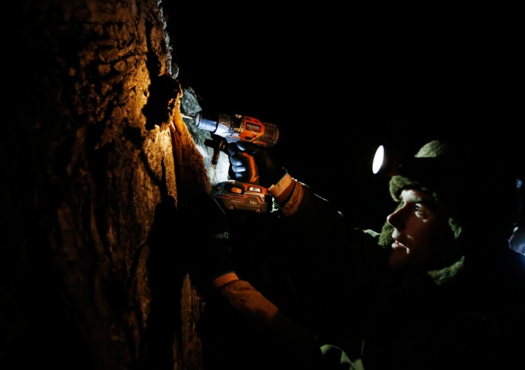 Image: Turtle Lane Maple farmer Paul Boulanger taps a maple tree by headlamp